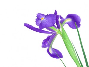 Beautiful blue iris buds isolated on white background.