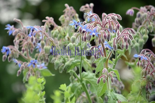 Borage