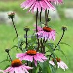 Purple Cone Flower (Echinacea)