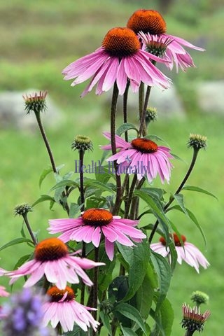 Purple Cone Flower (Echinacea)