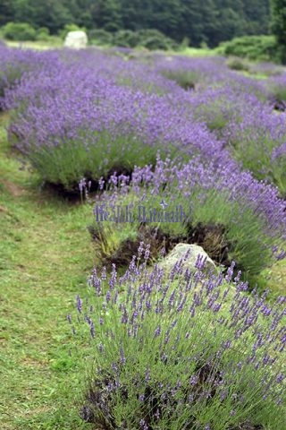 Lavender Labyrinth