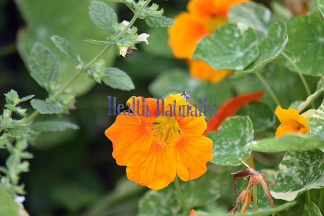 Nasturtium