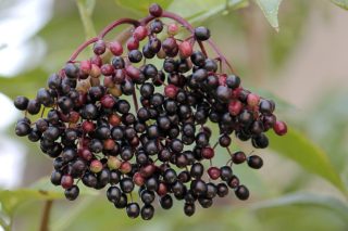 Elderberries