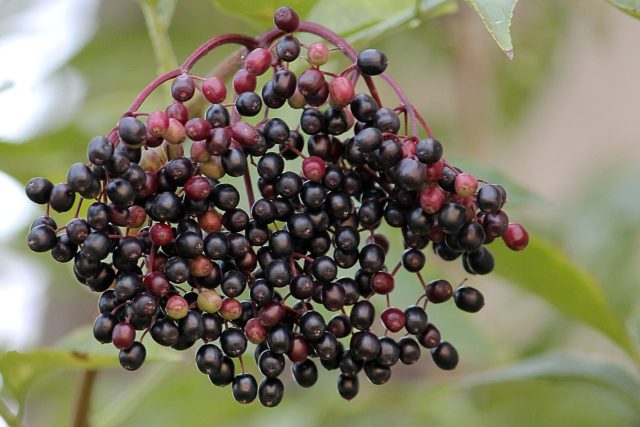 Elderberries