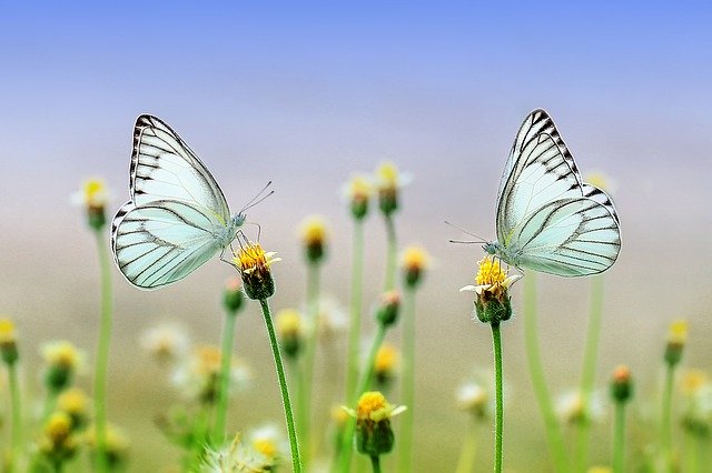 Butterfly and Flowers