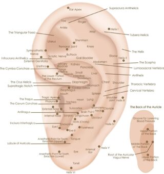 Ear Acupuncture